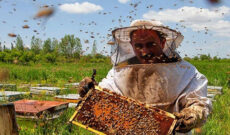 بررسی صنعت زنبورداری و تولید عسل در رادیو صبا