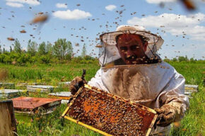 بررسی صنعت زنبورداری و تولید عسل در رادیو صبا