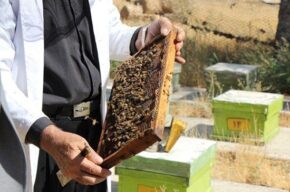 مشکلات زنبورداری در طالقان روی میز رادیو اقتصاد