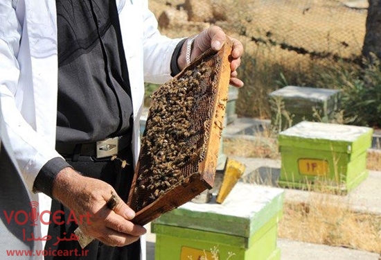 مشکلات زنبورداری در طالقان روی میز رادیو اقتصاد