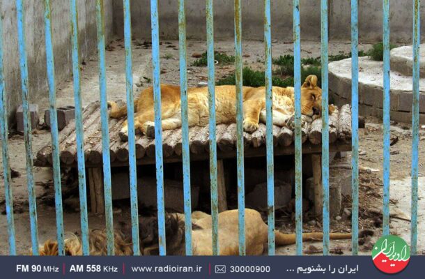 وضعیت نامناسب شیر در باغ وحش سیرجان در رادیو ایران بررسی می شود