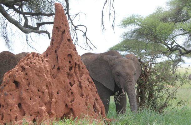 مستند «فیل و موریانه» با گویندگی دو نفر دوبله شد مستند «فیل و موریانه» با گویندگی دو نفر دوبله شد