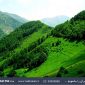 ضرورت حفاظت از جنگل های کردستان در «سیاره آبی» رادیو ایران
