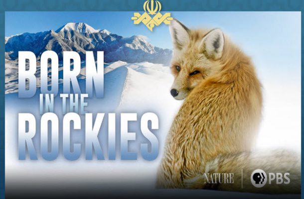 «متولد شده در کوه های راکی» با گویندگی دو نفر دوبله شد