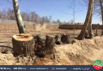 پدیده قطع درختان در «ایران امروز» رادیو ایران بررسی می شود