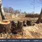 پدیده قطع درختان در «ایران امروز» رادیو ایران بررسی می شود