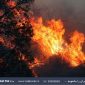 بررسی آتش سوزی های جنگل ها در «ایران امروز» رادیو ایران