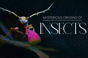 «منشا اسرارآمیز حشرات» با گویندگی ۱۱ نفر دوبله شد «منشا اسرارآمیز حشرات» با گویندگی ۱۱ نفر دوبله شد