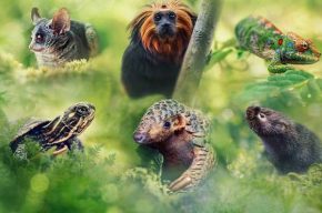 «سفرهای کوچک با شکوه» با گویندگی ۷ نفر دوبله شد «سفرهای کوچک با شکوه» با گویندگی ۷ نفر دوبله شد