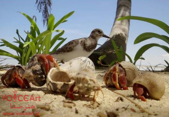 «طبیعت» با گویندگی 19 نفر دوبله شد «طبیعت» با گویندگی ۱۹ نفر دوبله شد