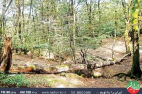 بهره‌برداری از درختان شکسته و افتاده در جنگل در «ایران امروز»
