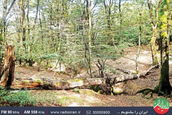 بهرهبرداری از درختان شکسته و افتاده در جنگل در «ایران امروز» بهرهبرداری از درختان شکسته و افتاده در جنگل در «ایران امروز»