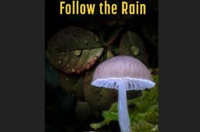 مستند «باران را دنبال کن» به مدیریت داود نماینده دوبله شد مستند «باران را دنبال کن» به مدیریت داود نماینده دوبله شد