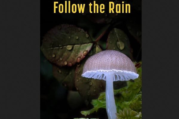 مستند «باران را دنبال کن» به مدیریت داود نماینده دوبله شد