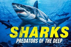 مستند «کوسه ماهی: شکارگر اعماق آب ها» با گویندگی ۶ نفر دوبله شد مستند «کوسه ماهی: شکارگر اعماق آب ها» با گویندگی ۶ نفر دوبله شد