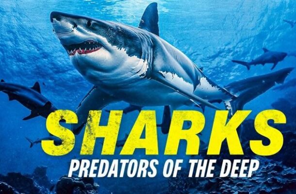 مستند «کوسه ماهی: شکارگر اعماق آب ها» با گویندگی ۶ نفر دوبله شد مستند «کوسه ماهی: شکارگر اعماق آب ها» با گویندگی ۶ نفر دوبله شد