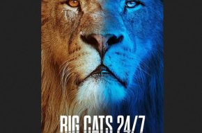 «گربه سانان بی وقفه زیر نظر» با گویندگی ۱۰ نفر دوبله شد «گربه سانان بی وقفه زیر نظر» با گویندگی ۱۰ نفر دوبله شد